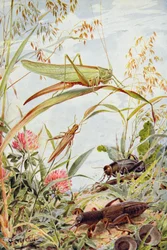 Musical Insects, illustrasjon fra 