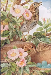 Song Thrushes with Nest, illustrasjon fra 