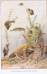Sticklebacks og vannsnegler, illustrasjon fra 