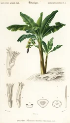 Banan, Musa acuminata., 1849 (gravering)