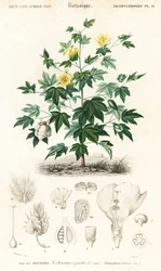 Bomullsplante, Gossypium barbadense., 1849 (gravering)