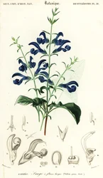 Gentian salvie eller spredende salvie, Salvia patens., 1849 (gravering)