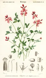 Indigo plante, Indigofera liggende. , 1849 (gravering)
