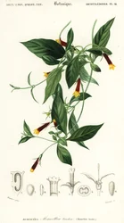 Manettia luteorubra. ,1849 (gravering)