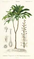 Palmelilje, Cordyline fruticosa., 1849 (gravering)