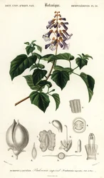 Prinsessetre, keiserinnetre eller revebjelle-tre, Paulownia tomentos, 1849 (gravering)