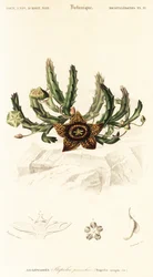 Stjerneblomst, Orbea variegata., 1849 (gravering)