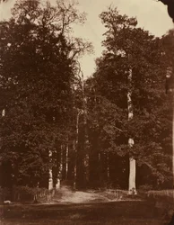 Skogen ved Saint-Cloud, 1859–1860 (foto)