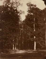 Skog ved Saint-Cloud