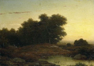 Utsikt i skogen ved solnedgang