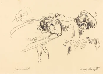 Schafböcke (Rams)