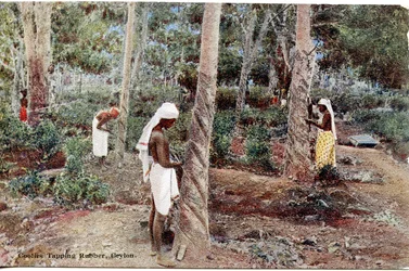 Coolies Tapping Rubber, Ceylon, ca. 1900-20 (håndfarget fotografi)