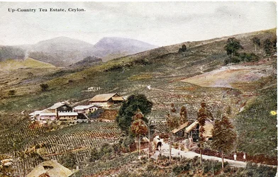 Up-Country Tea Estate, Ceylon, ca. 1900-20 (håndkolorert fotografi)