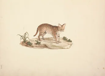 African Wildcat eller Serval