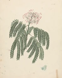 Albizia gummifera (JFGmel.) CA Sm. (Gummy Albizia Tree): ferdig tegning med mindre variasjoner i blomstrende hode