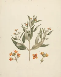 Avicennia marina (Forssk.) Vierh. (White Mangrove): ferdig tegning av blomstrende skudd med detaljer av blomster