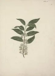 Catha edulis Forssk. (Khath): ferdig med å tegne