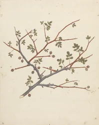 Commiphora gileadensis (L.) C. Chr. (Gileadbalsam, Opobalsam): ferdig tegning av fruktgren