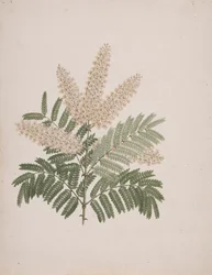 Pterolobium stellatum (Forssk): ferdig tegning