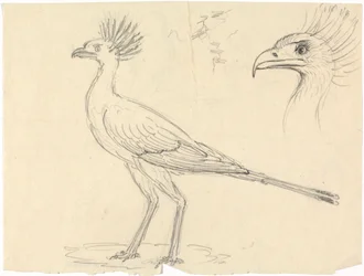 Sekretær Bird