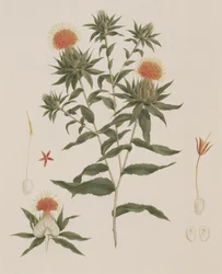 Sussa (Leaves, Flowers and Details) tidligere tilskrevet James Bruce (1730-94) (wc over grafitt på papir)