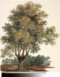 Tre (akvarell, ca. 1825)