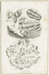 Dudley - Fossiler: litografi, nd [c 1825] (trykk)