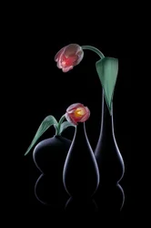 Elegante glødende tulipaner