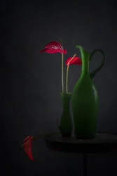 Røde anthurium, grønne vaser