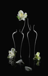 Hvite blomster, mørke vaser