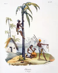 En mann fra Nadar-kasten som klatrer i et palmetre, 1827-35