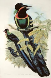 Arfak Astrapia, Astrapia Nigra - Paradisfugl