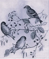 Siskins, Nature in Britain utgitt av Collins, 1946