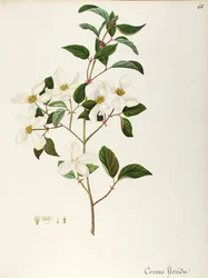 Blomstrende kornel (Cornus florida), Cornaceae, lite tre eller busk hjemmehørende i Nord-Amerika, akvarell