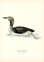 Arctic Loon (farge litho)