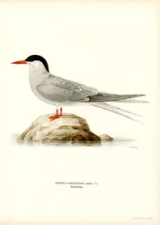 Polartern (farge litho)