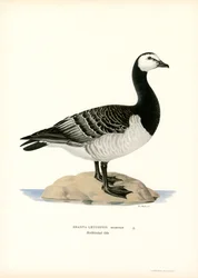 Barnacle Goose (farge litho)