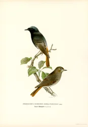 Blackstart (farge litho)