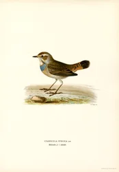 Blåstrupe (farge litho)