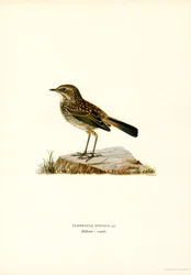 Blåstrupe (farge litho)