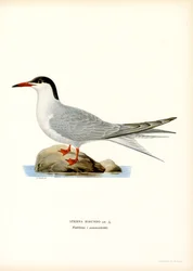 Terne (farge litho)