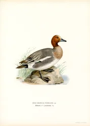 Eurasian Wigeon (farge litho)