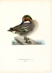Europeisk blågrønn (farge litho)