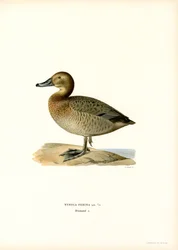 Europeisk pochard (farge litho)