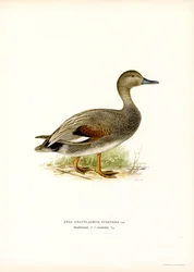 Gadwall (farge litho)