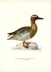 Garganey (farge litho)