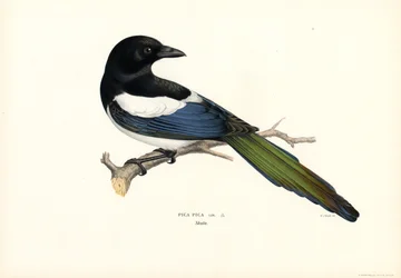 Magpie (farge litho)