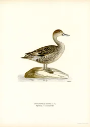 Northern Pintail (farge litho)