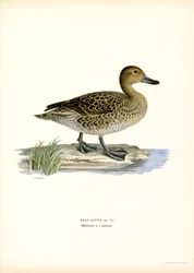 Northern Pintail (farge litho)