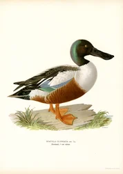 Northern Shoveler (farge litho)